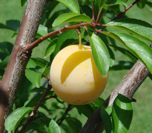 yellow-plum